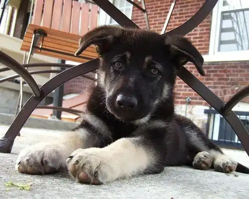 德国牧羊犬拼图好玩吗怎么玩德国牧羊犬拼图游戏介绍