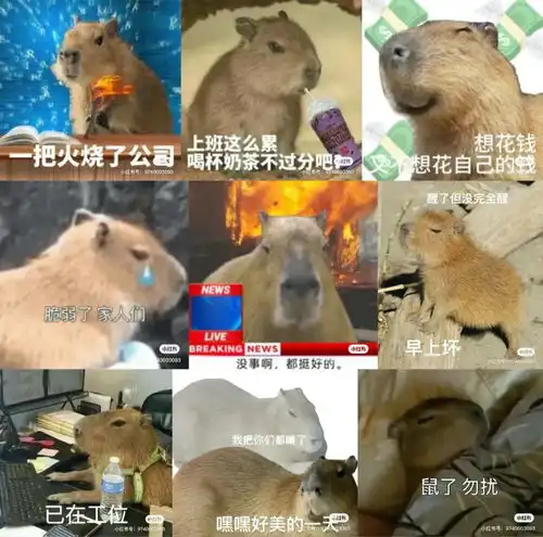 豚门永存,躺平佛系的动物ip火了,网梗如何变成真金白银