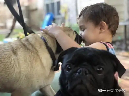 动物爆笑抢镜大全多图
