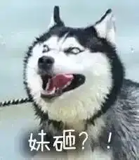 二哈突然一本正经起来,我还真有点不习惯了