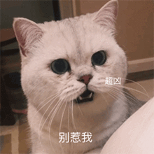 熊猫头表情包谁是傻逼我心里有数