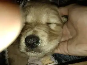 我家的金毛犬两个月大鼻子就像那个图片一样有分泌物还有吐了不发烧精神不好早上不吃东西但是晚上好像饿了就吃了喂了板蓝根求懂这行的人来看看爱犬到底怎么了