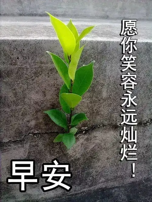2019早上好问候语动态图片大全早上好祝福表情包