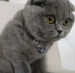 猫咪想离家出走,开门后发现主人就站在门外,机智的它反应亮了