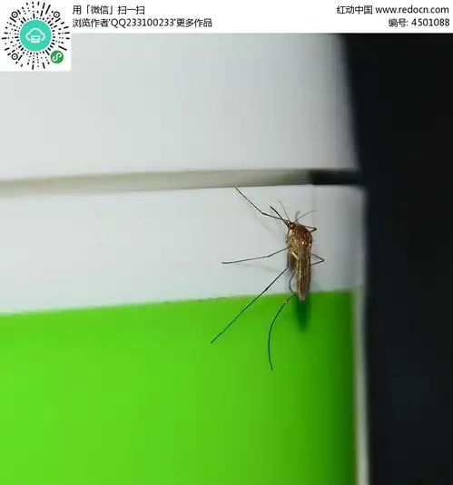 蚊子高清图片下载红动网