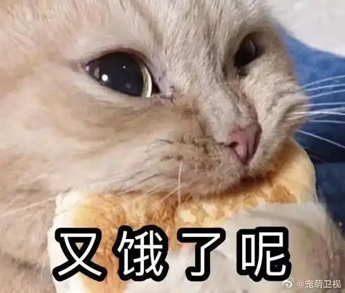 猫猫只是路过表情包狗狗