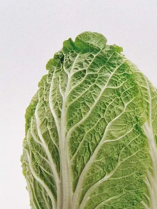 含有这3个特征的白菜,80使用了甲醛,搞活动也别买