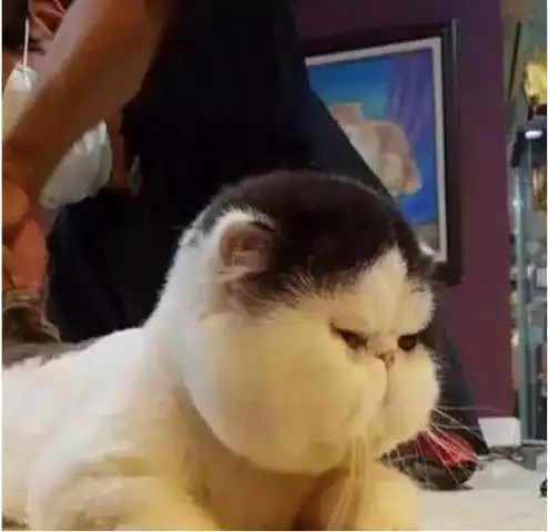 奶奶嫌猫咪太胖,剪完毛后更胖了,成了网红,邻居们看到扶着墙笑