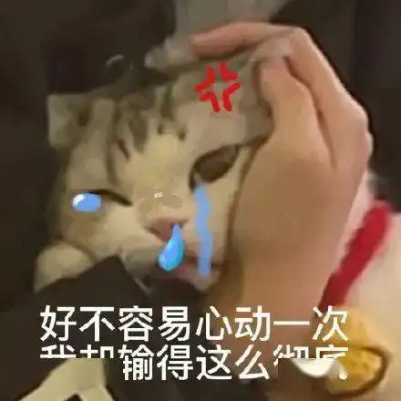 表情包丨敲可爱猫咪表情包