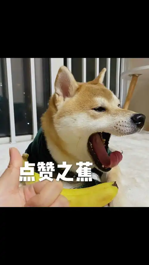 感觉这是去年的表情包了吧