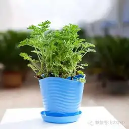 家里种些驱蚊植物,不用担心被叮咬