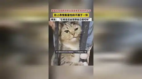 猫半夜偷跑到草丛里面被老爷爷抓住后,表情集害怕和不服于一体