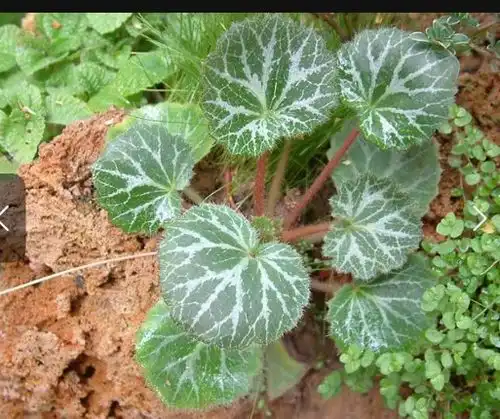 猫耳草是什么样子