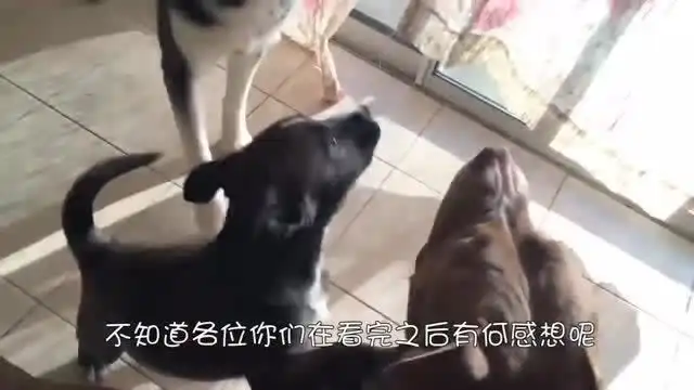 哈士奇挑衅比特,眼看打不过干脆耍起了流氓,镜头拍下搞笑一幕