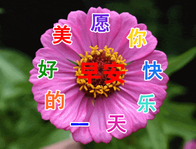 8张夏日创意好看的中老年表情包聊天不用打字的早上好动态表情图片精选