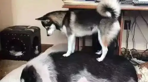 主人让哈士奇叫猪起床,二哈使出九牛二虎之力,让人哭笑不得