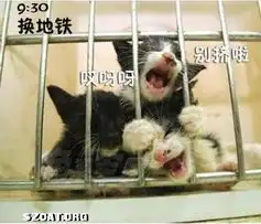 卷卷猫妹妈aacszcatpowereddiscuz