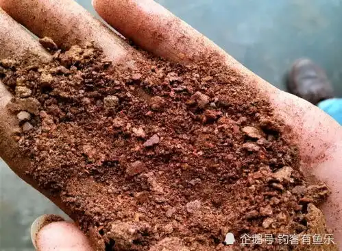 野钓鲤鱼,不适合使用酒米打窝这3种窝料可钓大鲤鱼