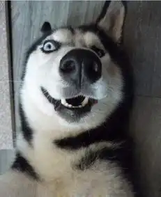 装死的境界