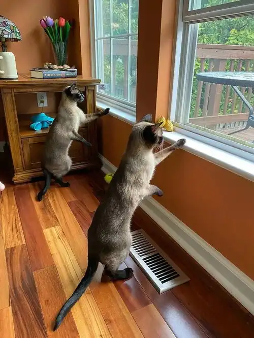 养两只猫咪的乐趣有多大这组图片诠释得太到位了