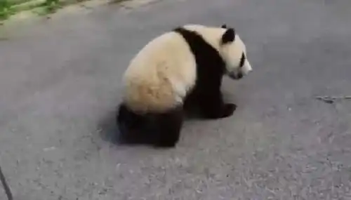 小熊猫当着饲养员偷吃,被拎起来后可可怜兮兮的表情亮了