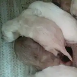 十几天的金毛和土狗串,生了六个崽怎么看出是有金毛血统的土狗是母的