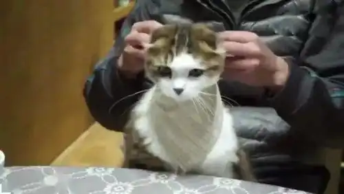 爱干净的猫咪,吃饭时要伸脖子等铲屎官系餐巾,表情萌惨