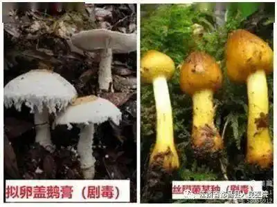 别再吃了九江都昌一居民食用野生蘑菇险丧命