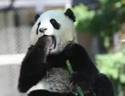 幽默组图动物们犯困时的表情