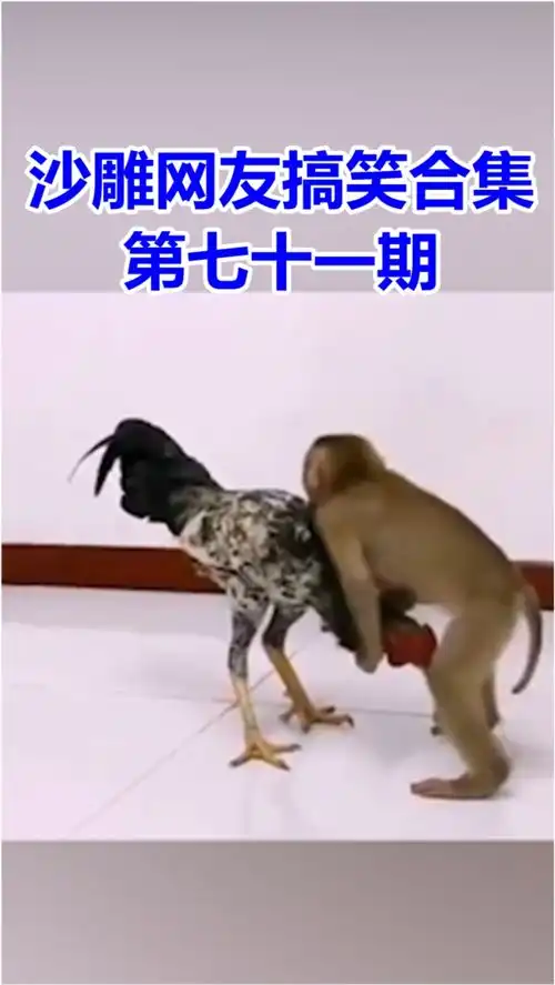 沙雕网友搞笑合集第七十一期狗子竟然对鸡使了手段这可怎么办