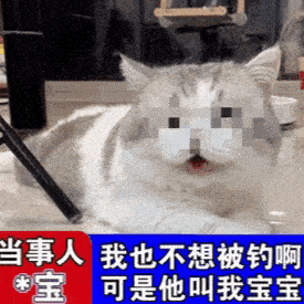 生活不易,猫猫叹气第204期喵表情