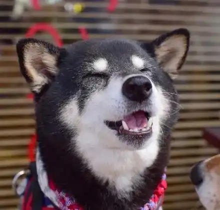 柴犬吃了一口面包,这一脸满足的表情,超级可爱