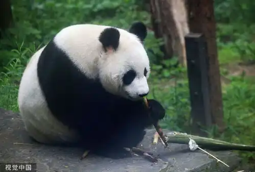 南京红山森林动物园大熊猫慵懒躺平憨态可掬