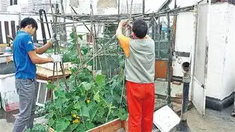 延安路街道拆除空中农场