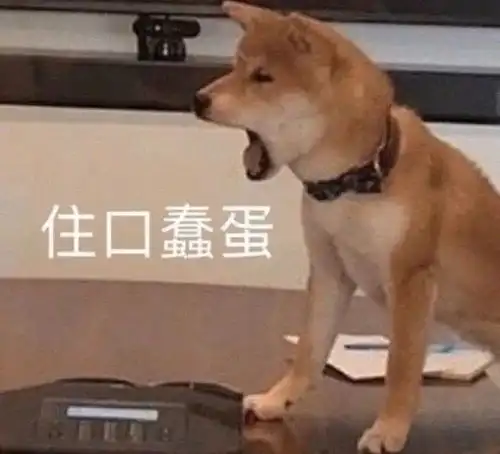 沙雕表情包图片蠢蠢的,萌萌的,傻傻还很可爱的