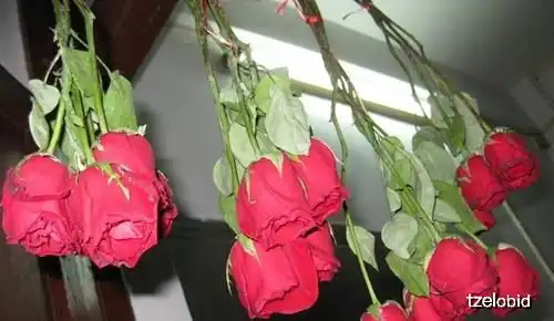 玫瑰干花怎么做玫瑰干花制作方法图解