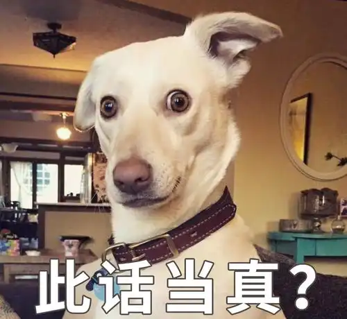 狗狗爱主人,竟然是因为它们天生有受虐倾向