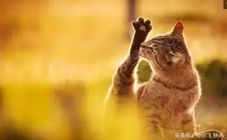 流露最自然表情的猫咪奇迹一瞬间