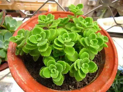 有蚊子买了驱蚊花,多浪费钱啊有2种花扦插就是一盆