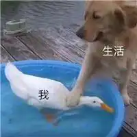 有这个图的原图