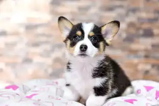 出售高品质柯基幼犬三色两色均有包纯种健康