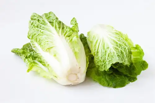 白背景上的五号白菜图片素材下载食品餐饮素材下的蔬菜水果图片素材