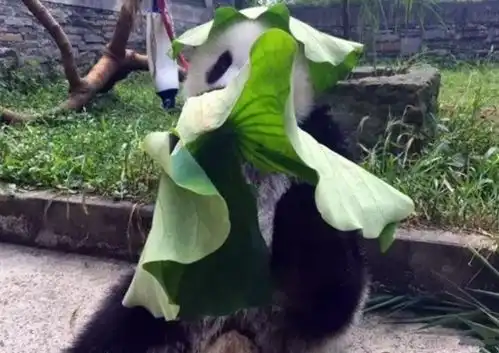 熊猫因怕晒自制遮阳帽,奶爸一看都笑岔气国宝就该这么精致