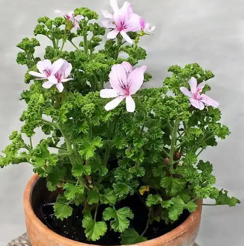 进入夏季蚊虫变多,养上几盆驱蚊花,不仅能观赏,还能驱蚊草