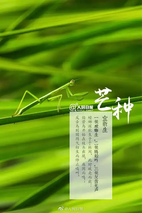 今天,很芒