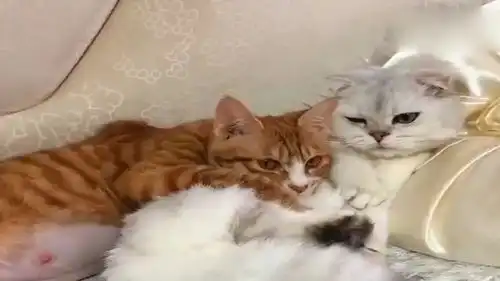 猫猫只是路过表情包金毛