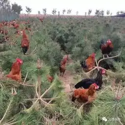 绛县这家农场养鸡好特别戴眼镜土鸡跳高吃白菜