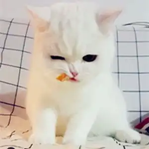 委屈脸大眼萌猫微信头像7