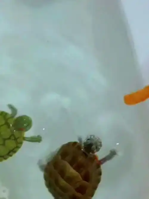 家养宠物宠物龟激萌动物爆笑动物乌龟