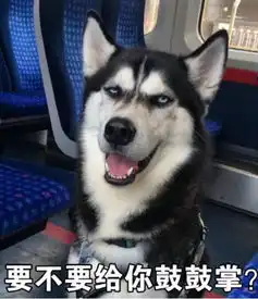 男子骗哈士奇剪造型,半夜发现它在偷照镜子,走近一看不淡定了